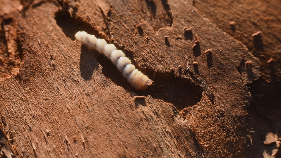 schmuck farn Ohrringe mit echten Farnblättern main image 0