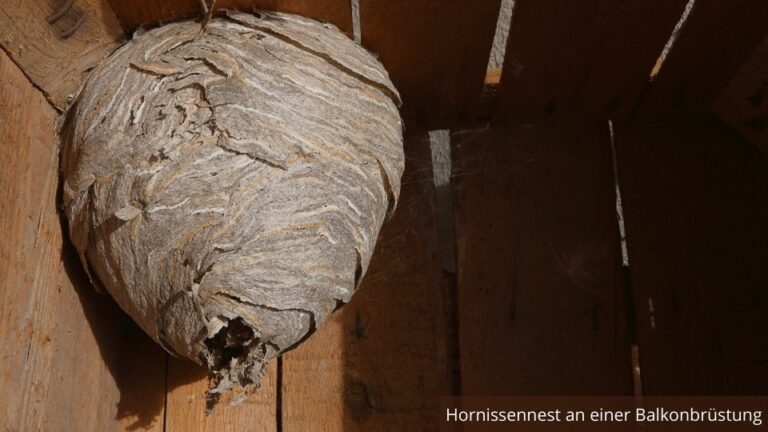 Hornisse In Der Wohnung